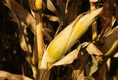 Free Images Nature Branch Sun Field Grain Sunlight Leaf Flower Food Harvest Crop