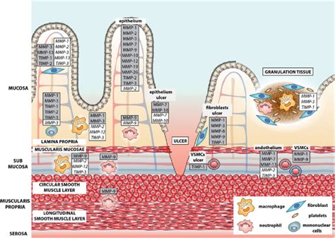 Overview Of The Cellular Localization Of MMPs And TIMPs In The