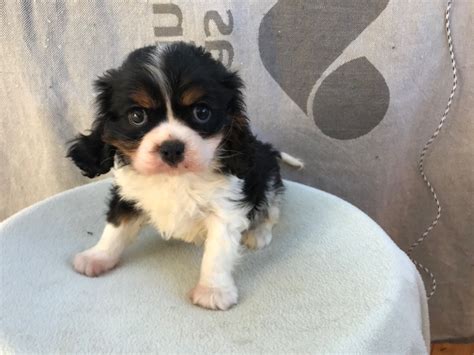 Chiot Elevage Du Moulin De La Terrasse Eleveur De Chiens Cavalier