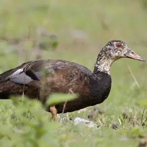 White-Winged Duck - Facts, Diet, Habitat & Pictures on Animalia.bio