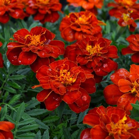 Marigold French Durango Red Gertens Garden Center