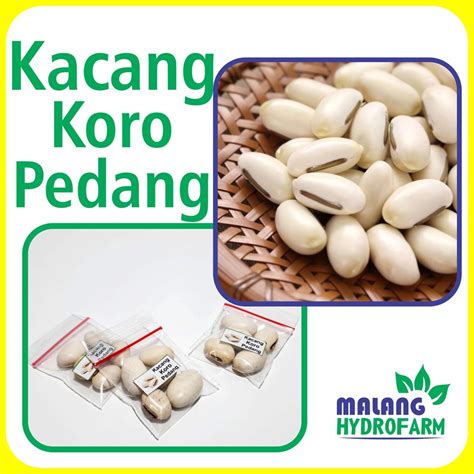 Jual Benih Kacang Koro Pedang Super Unggulan Berkualitas Biji Bibit