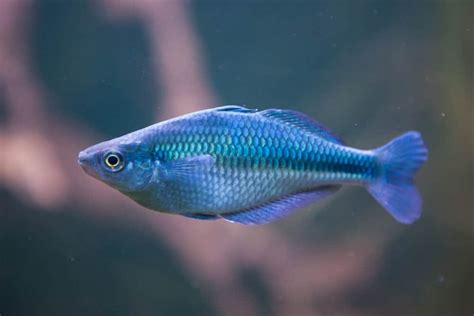 turquoise rainbow fish care breeding   information guide