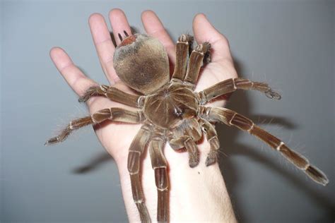 Goliath Bird Eating Spider Eating A Bird