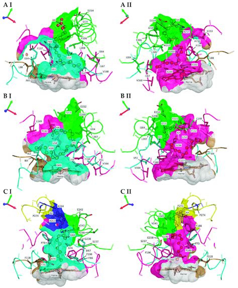 Carved Solvent Excluded Surface Ses Of The Heme Pocket And Substrate