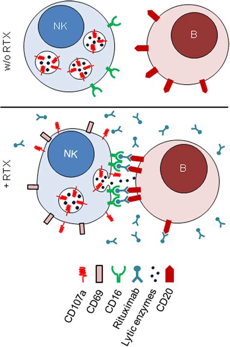 Antibody Dependent Cellular Cytotoxicity Wikipedia