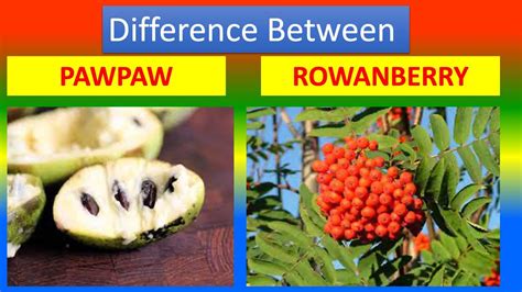 Distinction Between Medical And Health Benefits Of Pawpaw And Rowanberry Youtube