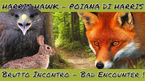 Harris Hawk Bad Encounter Poiana Di Harris Brutto Incontro Youtube