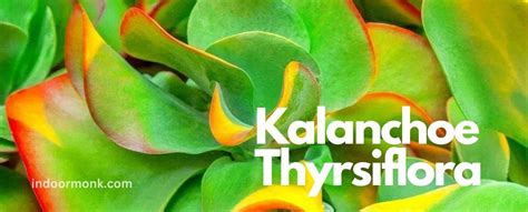 Kalanchoe Thyrsiflora Care And Propagation Guide For Beginners Indoor Monk