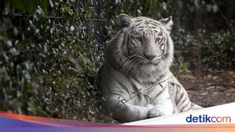 Kerap Disebut Macan Putih, Ini Fakta Tentang Harimau Putih yang Langka