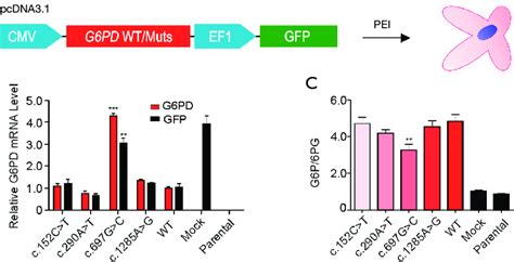 The Exogenous G6pd C697gc Variant Shows Inferior Enzymatic Activity