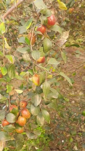 Thai Full Sun Exposure Sundari Apple Ber Plant Red For Garden At