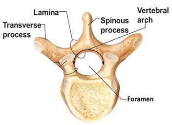 Label The Parts Of Typical Vertebra In Order From According To The