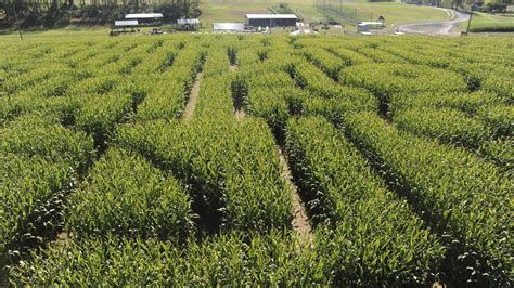 Mazezilla: The Poconos' favorite corn maze celebrating 20 years