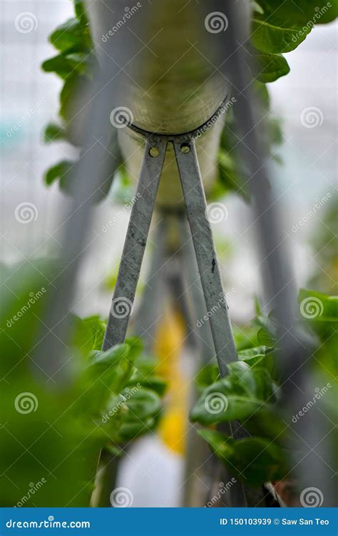 Hydroponic Vertical Farming Systems Stock Image - Image of greenhouse, harvest: 150103939