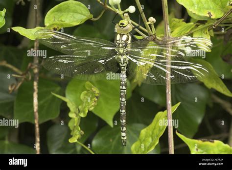 Southern Hawker Dragonfly Aeshna Cyanea Immature Male Resting In