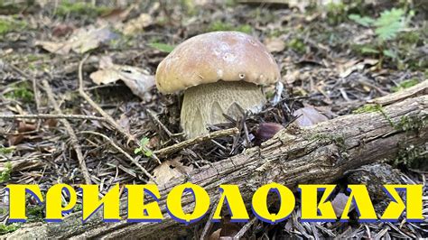 Молоденькі білі гриби в Карпатах Гриболовля 19 Porcini Mushrooms