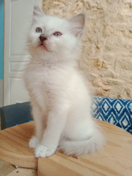 Chaton Sacr De Birmanie M Le Disponible En Nouvelle Aquitaine