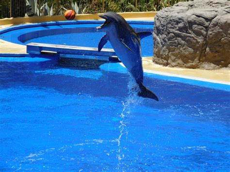 Free Images Jump Swimming Pool Show Fun Ball Water Park Dolphin