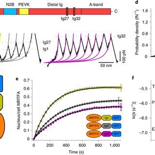 The Mechanical Selectivity Of The Npc Probed With Optogenetic