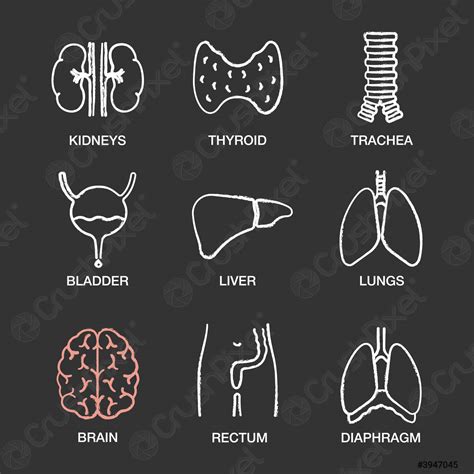 Human Internal Organs Chalk Icons Set Stock Vector 3947045 Crushpixel