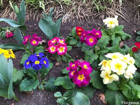 Primrose Companion Plants Prettiest Picks For Your Garden Florgeous