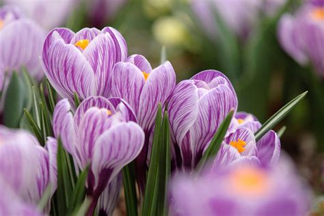 All About Crocus How To Plant Grow And Care For Crocus Florissa