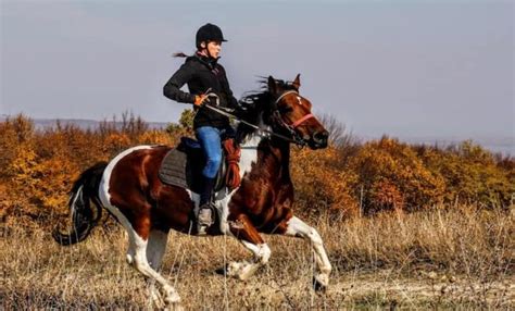 Disrespectful Horse Behavior: Training Guide