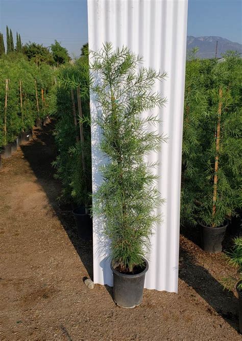 Fern Pine Podocarpus Gracilior At Garden View Nursery