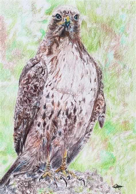 Hawk Drawing Colored Pencil Bird Nature Red Tailed Hawk Etsy