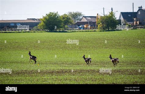 A Group Of Three Roe Deer Running Across A Spring Farm Crop Field East