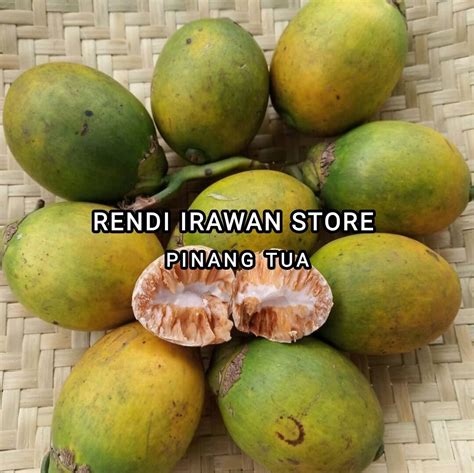 Buah Pinang Tua Segar 1 Kg Buah Jambe Obat Herbal Lazada Indonesia