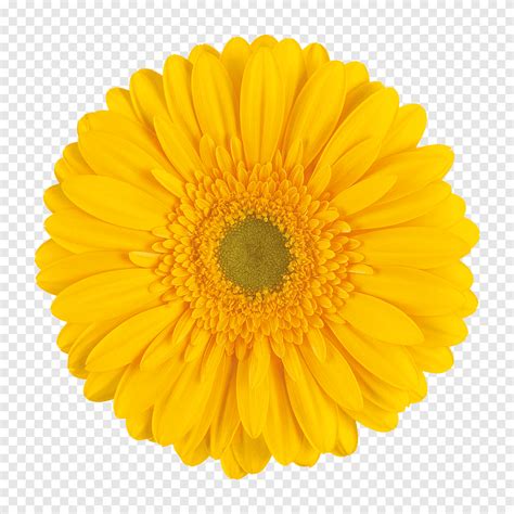 Common Daisy Graphy Gerbera Orange Sunflower Png PNGEgg