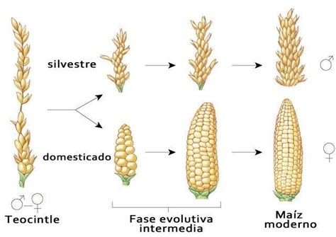 Evolución del maíz a partir del teocintle Maiz dibujo Maiz