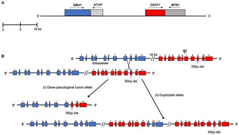 Frontiers Next Generation Sequencing Analysis Of Gba The Challenge