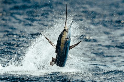 Top 5 Fastest Fish In The Ocean Speed Demons Of The Sea Updated Dec