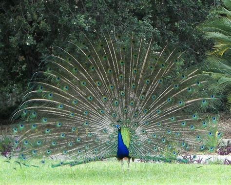 Peacock at Los Angeles County Arboretum | Los angeles county, Los angeles, Arboretum