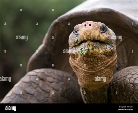 Tortuga Gigante En El Centro De Investigación Charles Darwin En Las