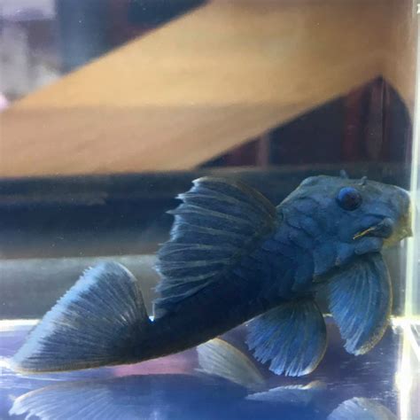 L Blue Panaque Pleco Baryancistrus Beggini Discus Madness