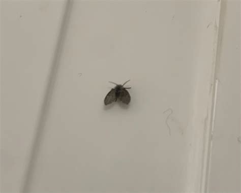 Baby moths are invading my bathroom/house help! : r/CleaningTips