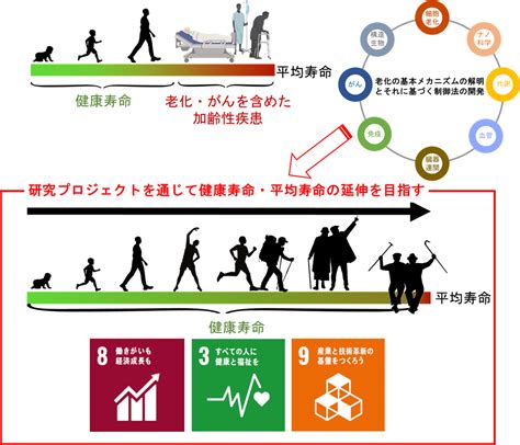 先進的な健康長寿延伸医療の開発を目指した老化メカニズムの解明 News 超然プロジェクト×先魁プロジェクト×自己超克プロジェクト 金沢大学