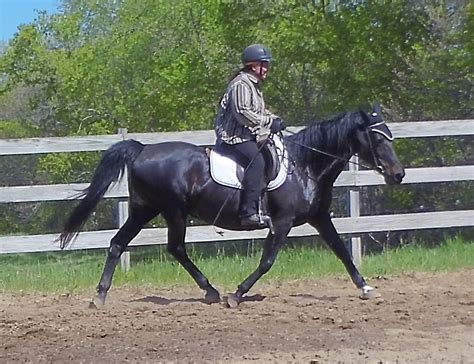 052020 Gaited Horse Trot Stretch On Cue Naturally Gaited Horse