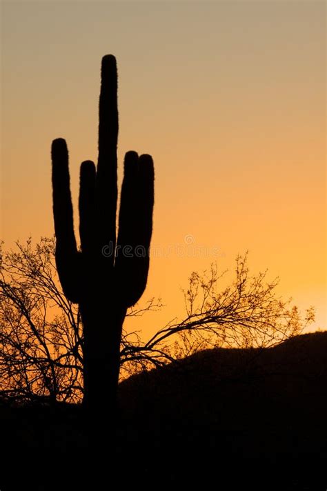 Saguaro Cactus in Sunset stock photo. Image of tree, desert - 11693344