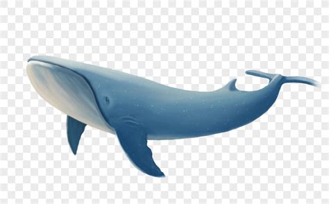 La Ballena Png Im Genes Gratis Lovepik