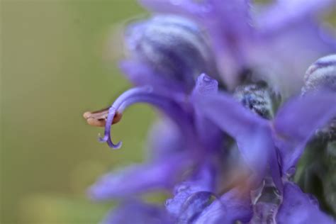 Wallpaper Flowers Macro Nature Closeup Canon Droplets Drops