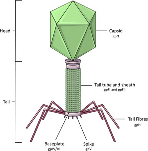 Bacteriophage Diagram Labeled