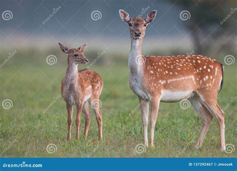 Roe Deer Fawn In Front Of A White Background Stock Photography ...