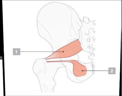 OPP I Pelvis I Flashcards Quizlet