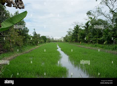 Rice Field In The Mekong Delta Vietnam Stock Photo Alamy