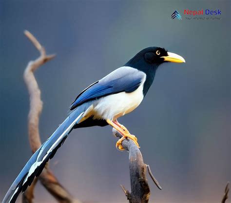 Yellow-billed Blue Magpie: A Brilliant Avian Jewel | Nepal Desk